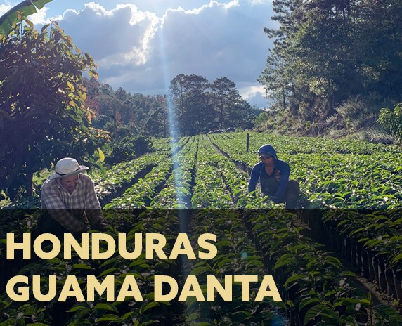 Guama Danta